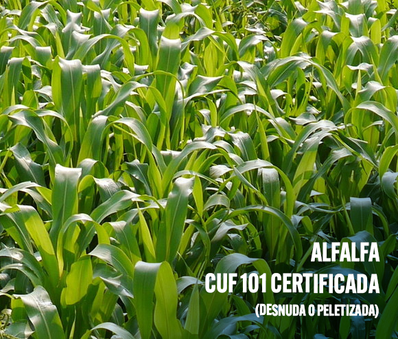 Alfalfa CUF101 Certificada