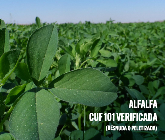 Alfalfa CUF101 Verificada