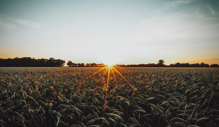 campo al amanecer