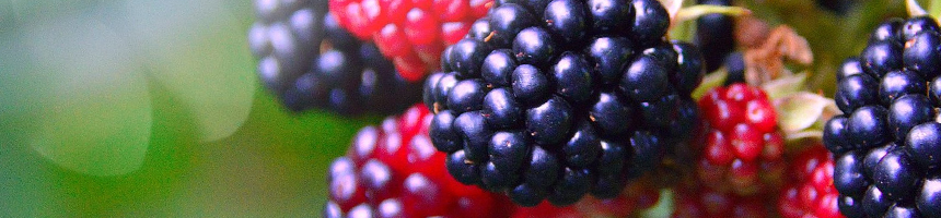 berries berries