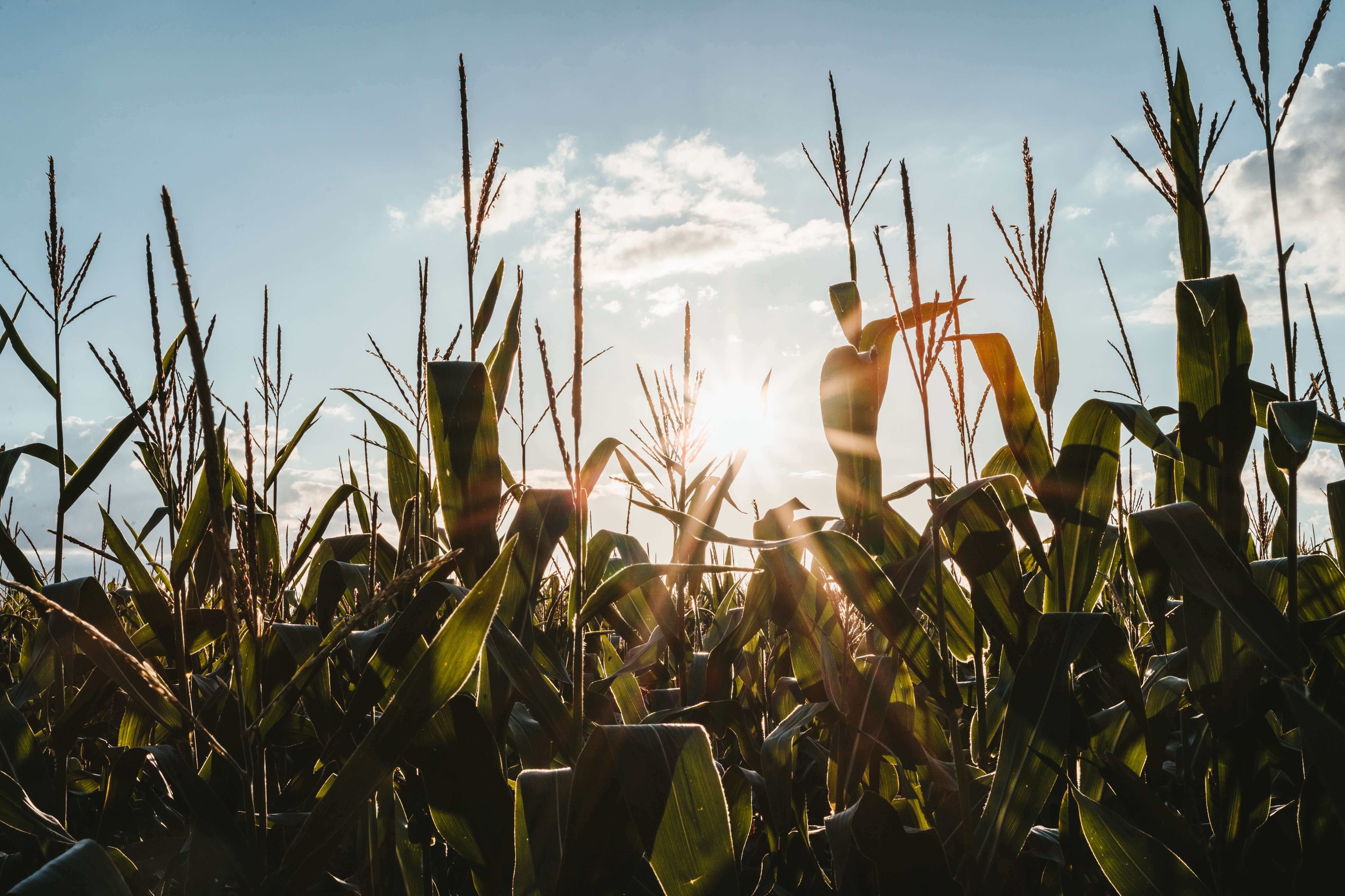 productos agromega